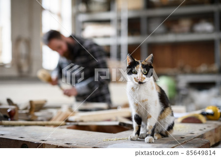 Cat sitting on work table and looking at camera indoors in carpentry workshop Cat sitting on work table and looking at camera indoors in carpentry workshop 85649814