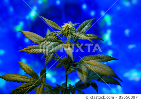 Festive cannabis plant surround a glowing lights. Holiday concept with marijuana hemp Festive cannabis plant surround a glowing lights. Holiday concept with marijuana hemp 85650097