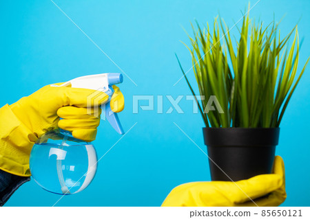 Woman hands spraying leaves of green plant with water Woman hands spraying leaves of green plant with water 85650121