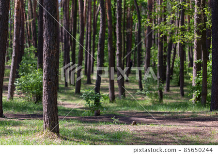 Natural forest background with trunks and greenery of trees 85650244