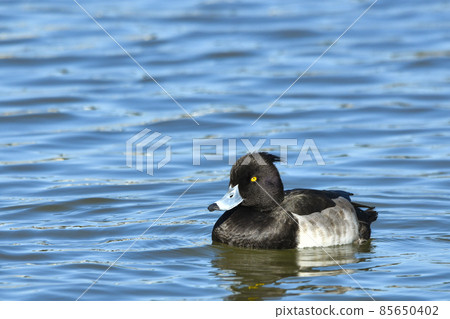 簇絨 簇絨 85650402