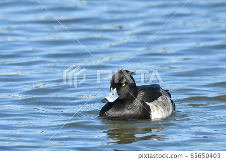 簇絨 簇絨 85650403