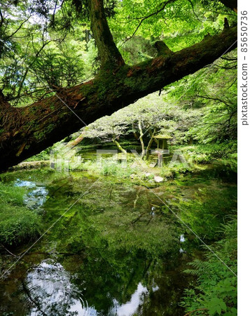 Yamabuki Springhead, a mysterious spring pond (Ubuyama Village, Kumamoto Prefecture) Yamabuki Springhead, a mysterious spring pond (Ubuyama Village, Kumamoto Prefecture) 85650736