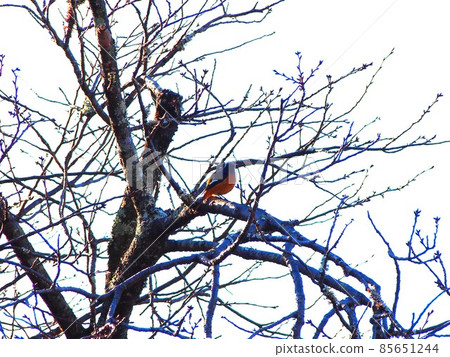 Hodgson's squirrel (male) perched on a branch of cherry blossoms and exposed to sunlight through the trees 85651244