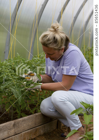 Consultation of a specialist in growing vegetables in a greenhouse. Trimming the leaves of tomatoes 85651436