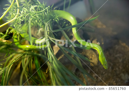 Close up of Red-tailed Racer Snake (Gonyosoma oxycephalum) at the Zoo. Close up of Red-tailed Racer Snake (Gonyosoma oxycephalum) at the Zoo. 85651760