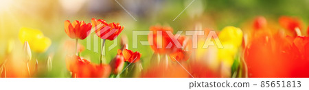 Red tulips and yellow jonquils in flowerbeds in the garden in . Beautiful flowers on sunny day on blue sky background Red tulips and yellow jonquils in flowerbeds in the garden in . Beautiful flowers on sunny day on blue sky background 85651813