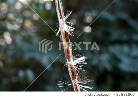 茶Cazzula種子 茶Cazzula種子 85651866