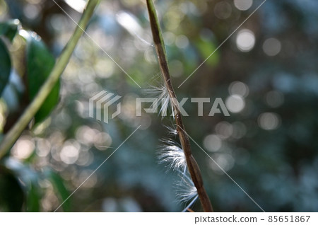 茶Cazzula種子 茶Cazzula種子 85651867