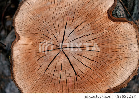 Wooden texture of cut down tree with annual rings and cracks. Selective focus. Copyspace for your text, deforestation concept Wooden texture of cut down tree with annual rings and cracks. Selective focus. Copyspace for your text, deforestation concept 85652287