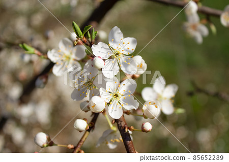 Closeup view of blooming cherry tree. Pollinating season, selective focus. Beautiful springtime background Closeup view of blooming cherry tree. Pollinating season, selective focus. Beautiful springtime background 85652289