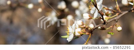 Banner with closeup view of blooming cherry tree. Pollinating season, selective focus. Beautiful springtime background 85652291