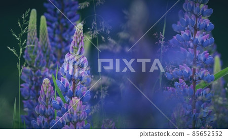 Bush Of Wild Flowers Lupine In Summer Field Meadow Panorama Summer Background. Lupinus, Commonly Known As Lupin Or Lupine, Is A Genus Of Flowering Plants In The Legume Family, Fabaceae 4K 85652552