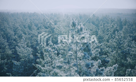 4K Snowy Forest In Winter Frosty Day. Blue And White Frost. Aerial View Above Amazing Pines During Misty Frozen Morning. Sunrise Sunset Sunrays Above Winter Nature Landscape. Scenic View Of Park Frost 4K Snowy Forest In Winter Frosty Day. Blue And White Frost. Aerial View Above Amazing Pines During Misty Frozen Morning. Sunrise Sunset Sunrays Above Winter Nature Landscape. Scenic View Of Park Frost 85652558