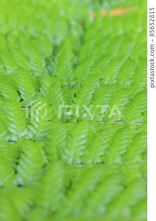 Closeup picture of tropical fern leaf Closeup picture of tropical fern leaf 85652815