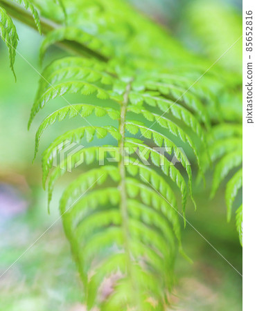 Closeup picture of tropical fern leaf Closeup picture of tropical fern leaf 85652816