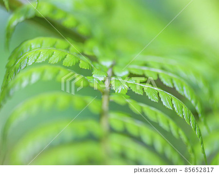 Closeup picture of tropical fern leaf Closeup picture of tropical fern leaf 85652817