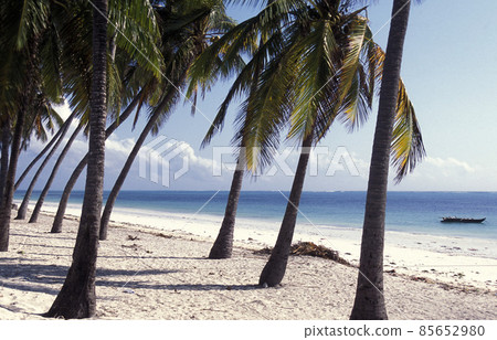 ZANZIBAR BWEJUU EASTCOAST LANDSCAPE ZANZIBAR BWEJUU EASTCOAST LANDSCAPE 85652980