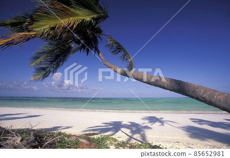 ZANZIBAR BWEJUU EASTCOAST LANDSCAPE 85652981