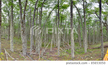 Forest at Mirador Perito moreno 85653050