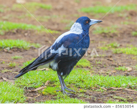 Portrait of an Australian flute bird 85653054