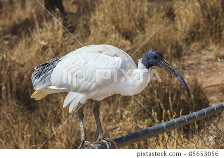 White Ibis in an animal park 85653056