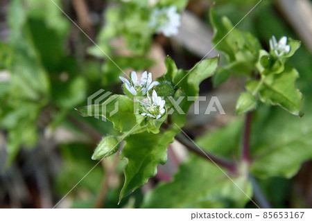 Bovine Hatoba Flower Bovine Hatoba Flower 85653167