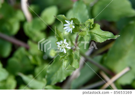 牛哈多巴花 85653169