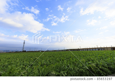 Field (leafy vegetables) 85653197