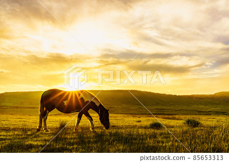 熊本縣阿蘇草千里的放牧馬 熊本縣阿蘇草千里的放牧馬 85653313