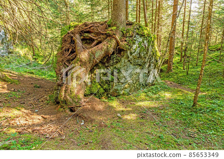 Image of a tree whose roots have grown imposingly over a large rock 85653349