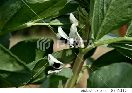 蠶豆花 蠶豆花 85653374