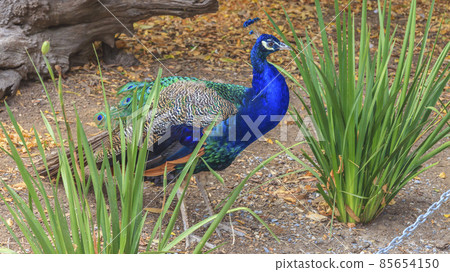 Peacock in an animal park 85654150