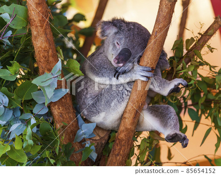 Koala bear in Australia clings to tree Koala bear in Australia clings to tree 85654152