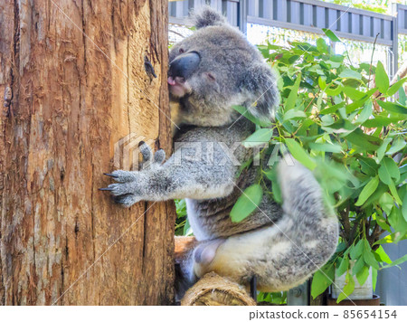 Koala bear in Australia clings to tree Koala bear in Australia clings to tree 85654154