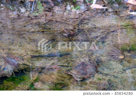 Ogawa's fish 85654280