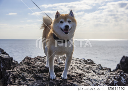 Mamesiba standing on a rocky place with the sea in the background Mamesiba standing on a rocky place with the sea in the background 85654592