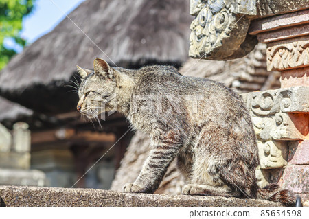 Portrait of a cat in front of a temple on the Indonesian island of Bali during the day 85654598