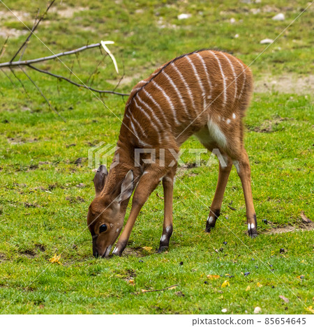 Baby Nyala Antelope - Tragelaphus angasii. Wild life animal. 85654645