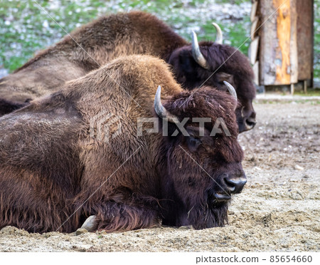 American buffalo known as bison, Bos bison in the zoo American buffalo known as bison, Bos bison in the zoo 85654660
