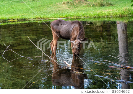 European Moose, Alces alces, also known as the elk European Moose, Alces alces, also known as the elk 85654662
