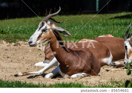 Dama gazelle, Gazella dama mhorr or mhorr gazelle is a species of gazelle 85654681