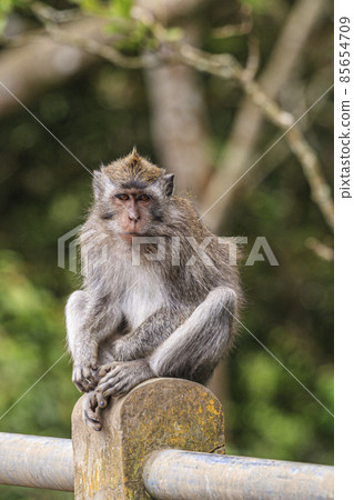 Portrait of a monkey sitting on a wall on the indonesian island of bali 85654709