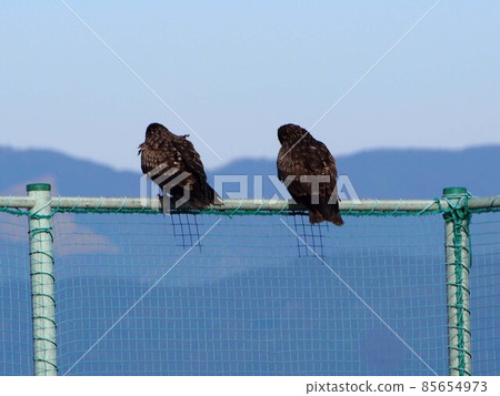 "I have a consultation ..." "What?" (The back view of two black kites in the twilight?) 85654973