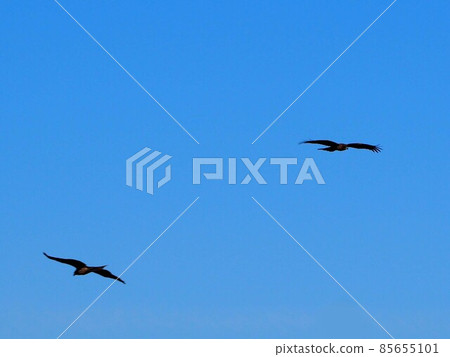 兩隻黑風箏在風中穿越冬天的天空 85655101