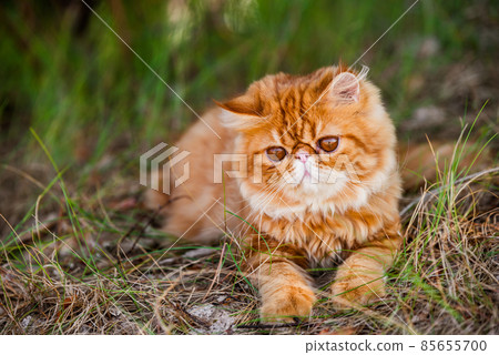 Funny Red Persian cat is walking in forest grass 85655700