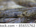 Pacific White shrimps 85655762
