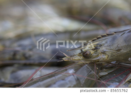 Pacific White shrimps Pacific White shrimps 85655762
