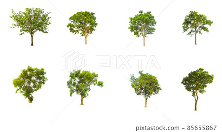 IsolaIsolated Trees on white background. 85655867