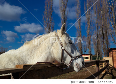 beautiful white horse in the animal pen at the ranch in the village beautiful white horse in the animal pen at the ranch in the village 85656269